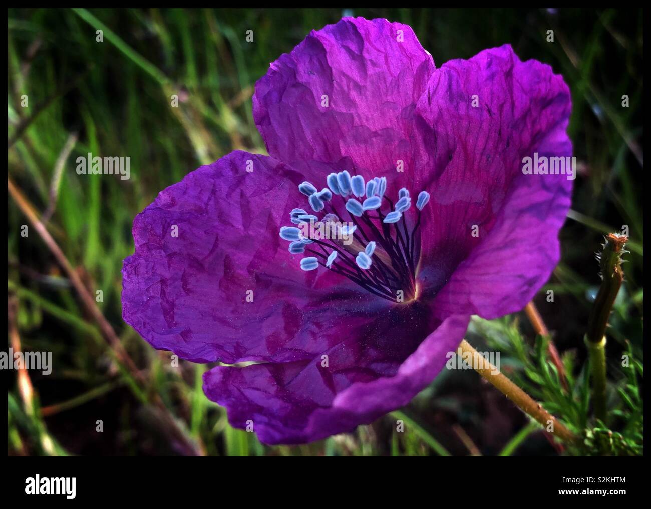 Purple poppy  (Papaveraceae: Roemeria hybrida), Catalonia, Spain. Stock Photo