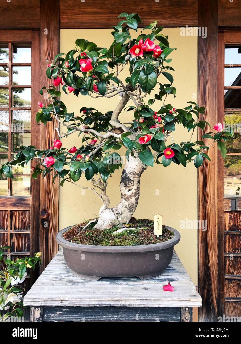 Bonsai Japanese Town At Joan Dudley Blog