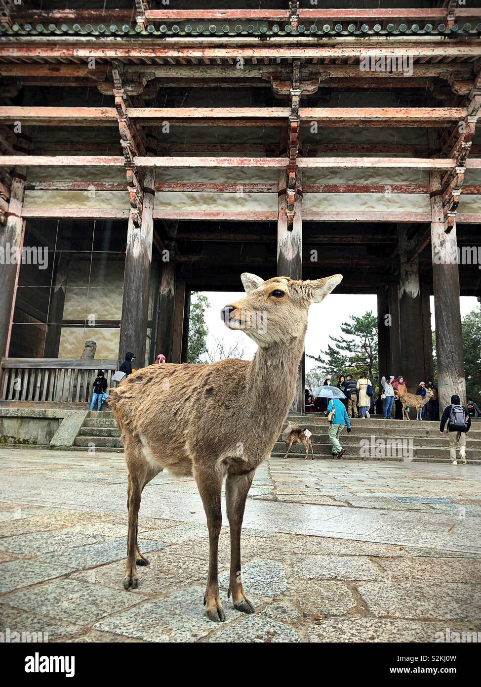 A deer at Todaji Temple in Nara, Japan. Stock Photo