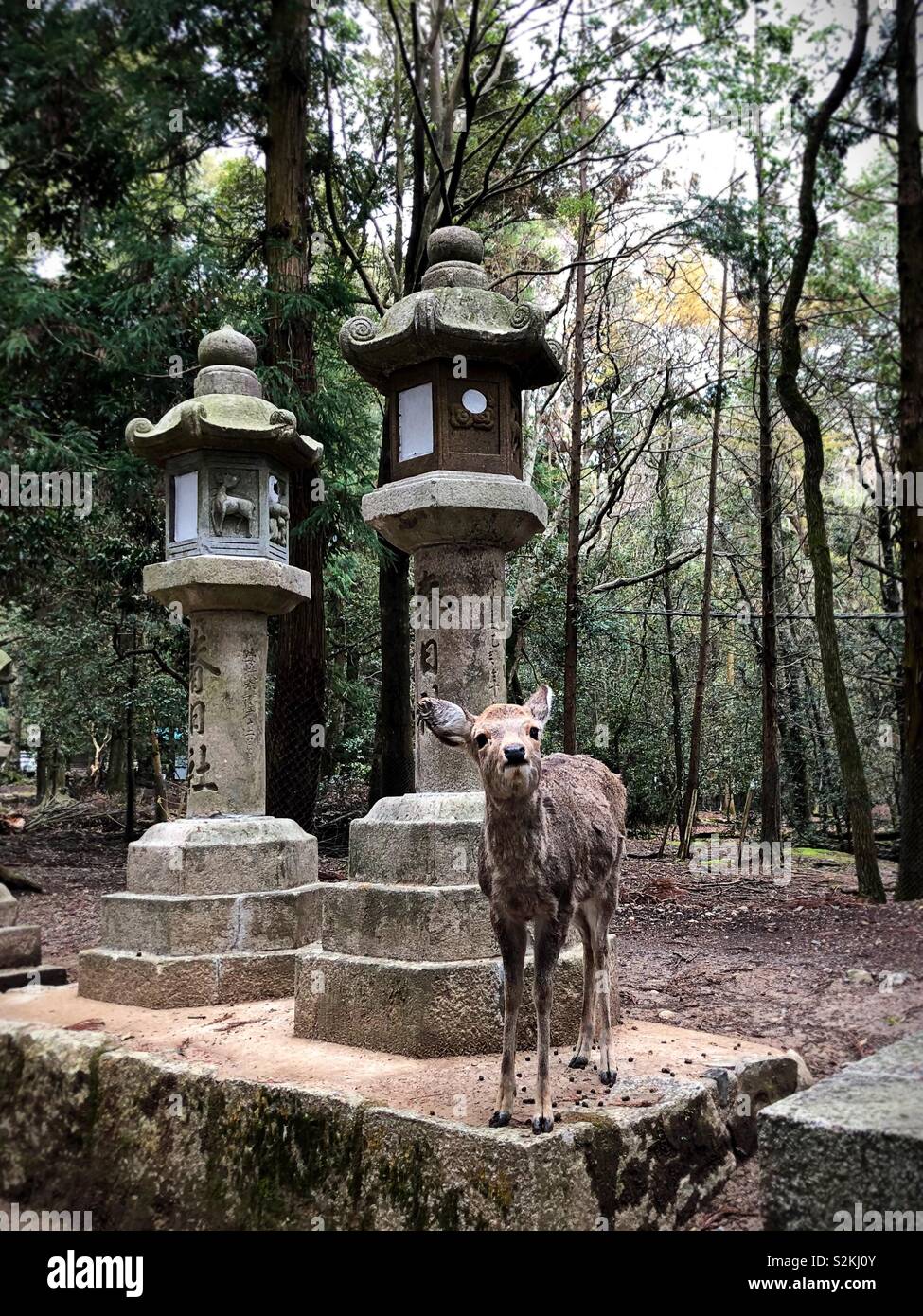 A young deer standing next to stone lanterns in Nara, Japan. Stock Photo