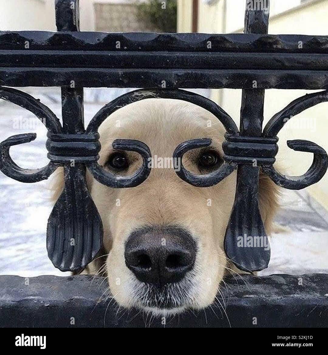 Dog with glasses Stock Photo