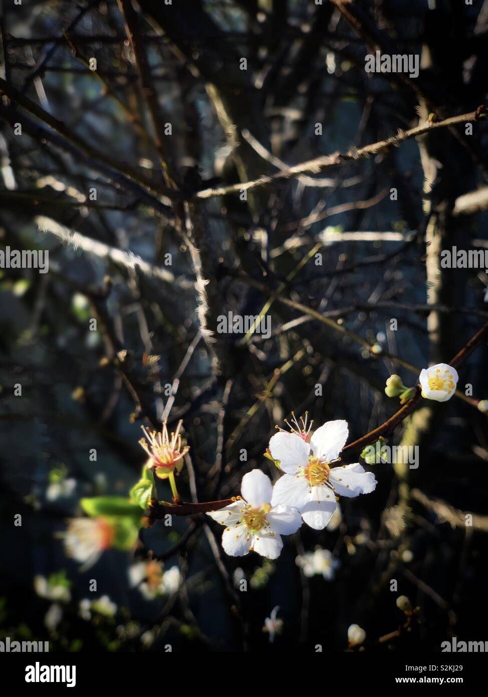 The selective focus on some Prunus salicina Lindl. in early morning frontlight山 / 李子花 Stock Photo