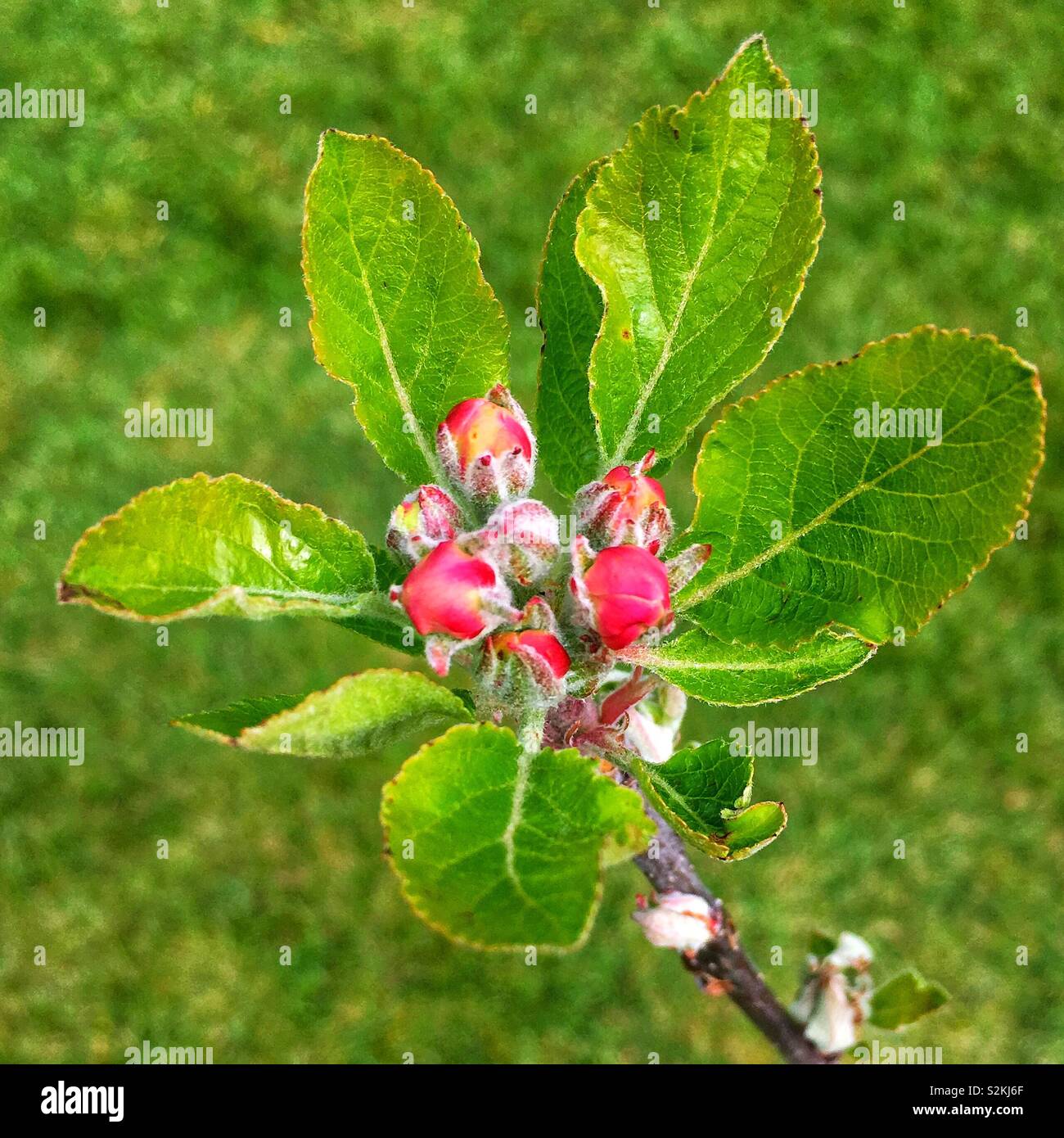 Pink flowers leaves hi-res stock photography and images - Alamy