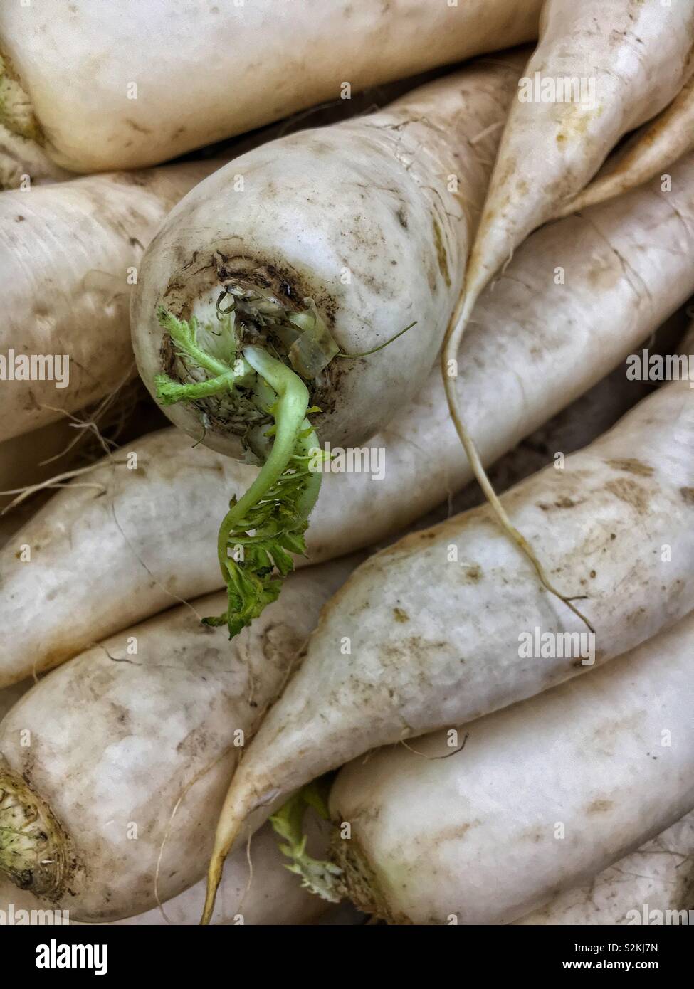 Luobo hi-res stock photography and images - Alamy