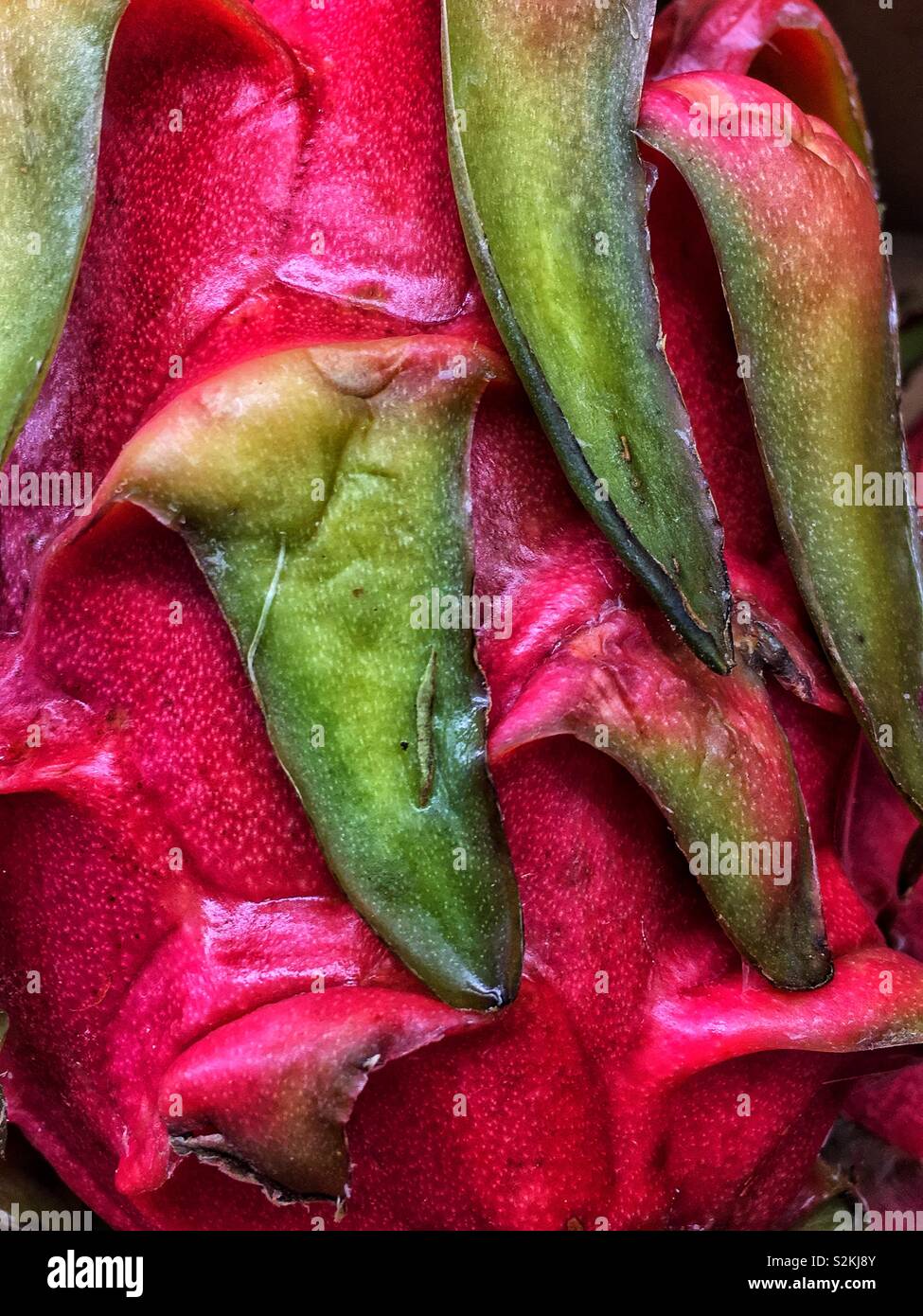 Full frame closeup of fresh delicious ripe perfect dragon fruit, thang, Hylocereus, pitahaya, pitaya, pitaya roja, strawberry pear on display and for sale at the local produce market. Stock Photo
