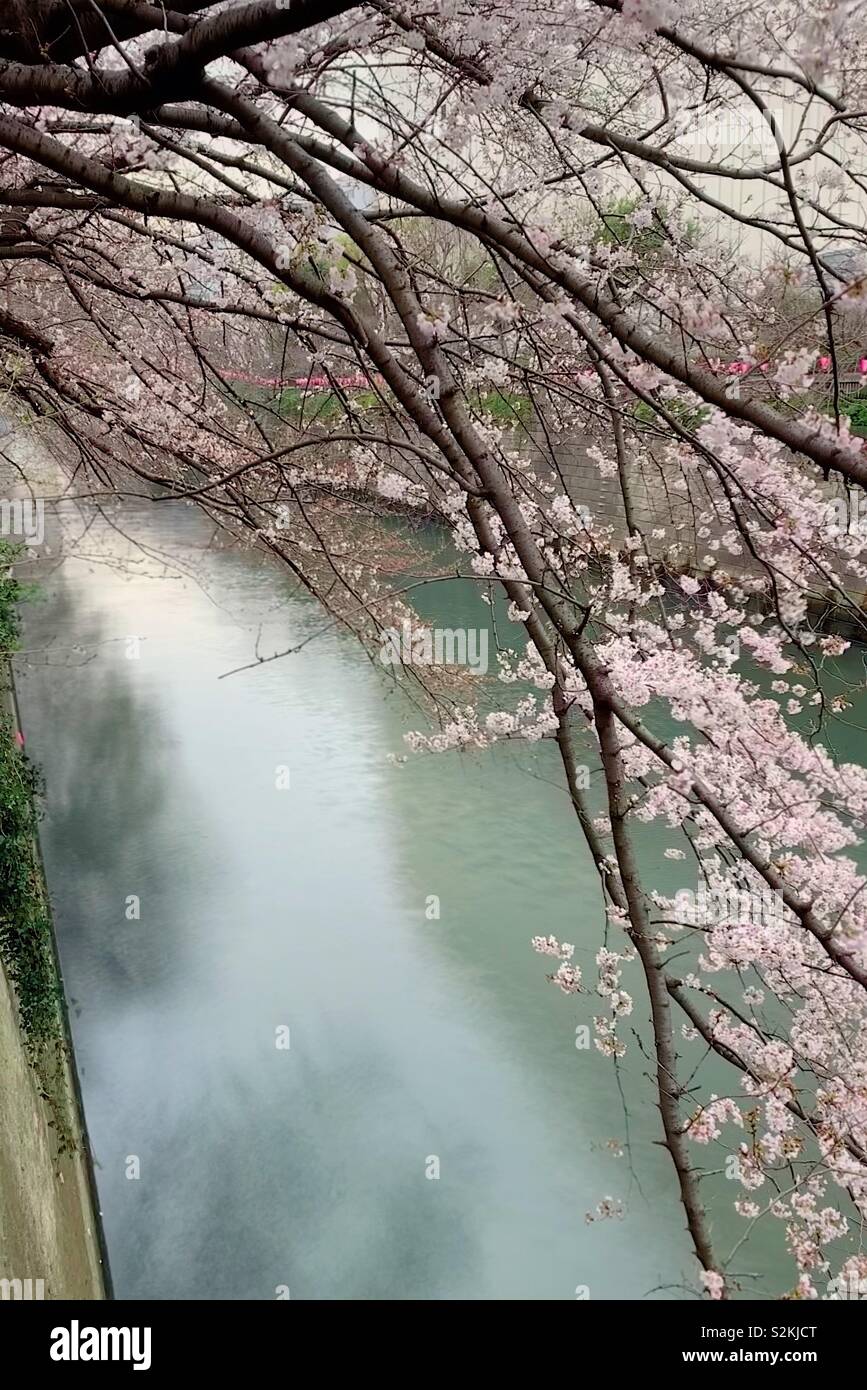 Meguro river in Tokyo Japan during cherry blossom season and Sakura festival - Smartphone Captured Stock Image