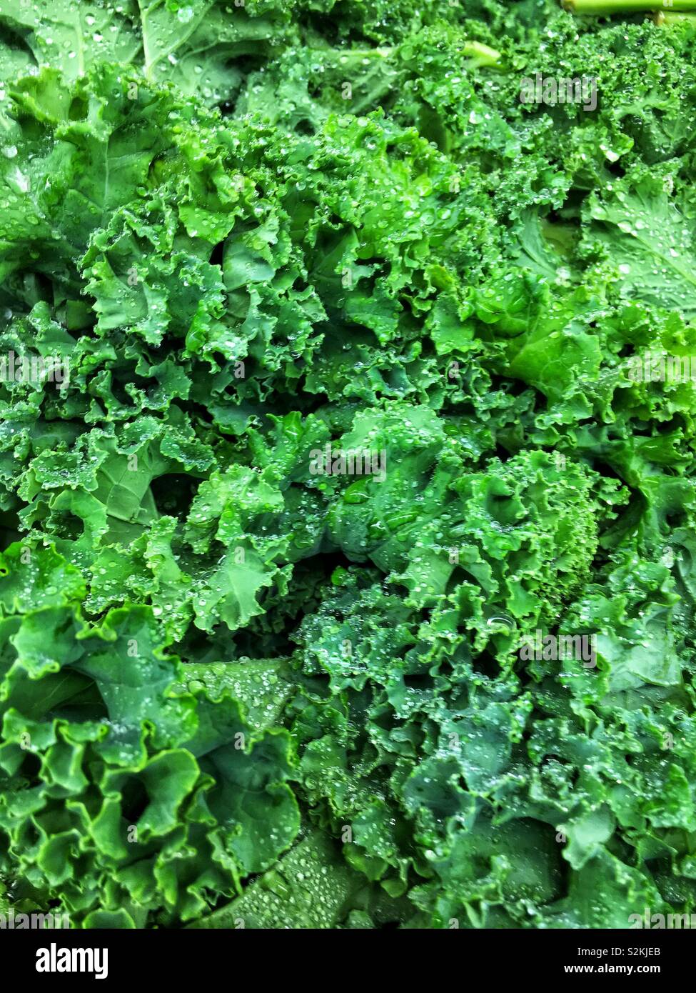 Full frame of perfect choice fresh delicious green curly kale, leaf cabbage, and Brassica oleracea on display and for sale at the local produce market. - Smartphone Captured Stock Image