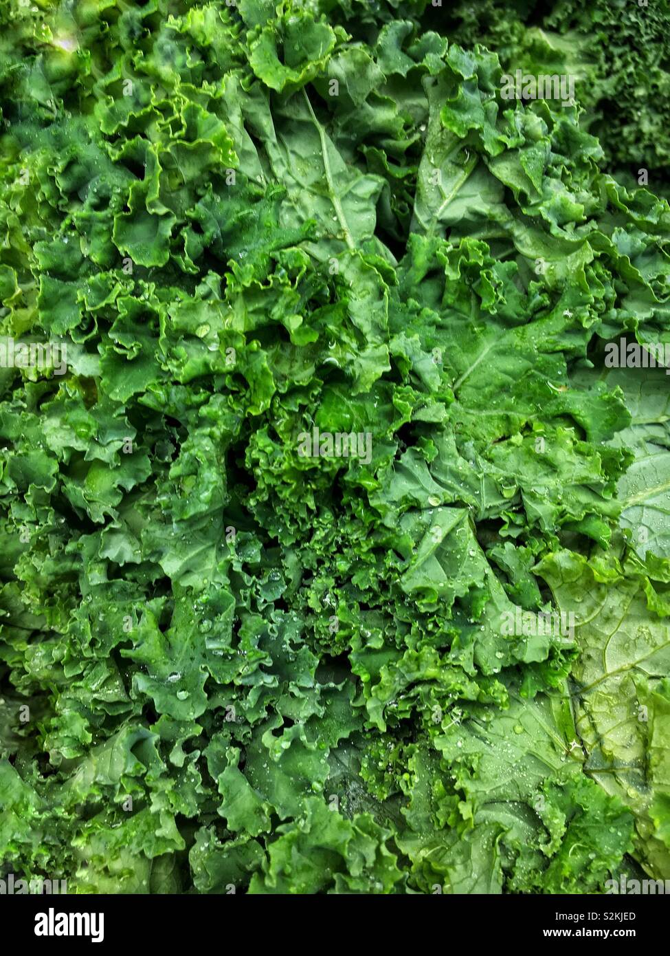 Full frame of perfect choice fresh delicious green curly kale, leaf cabbage, and Brassica oleracea on display and for sale at the local produce market. - Smartphone Captured Stock Image