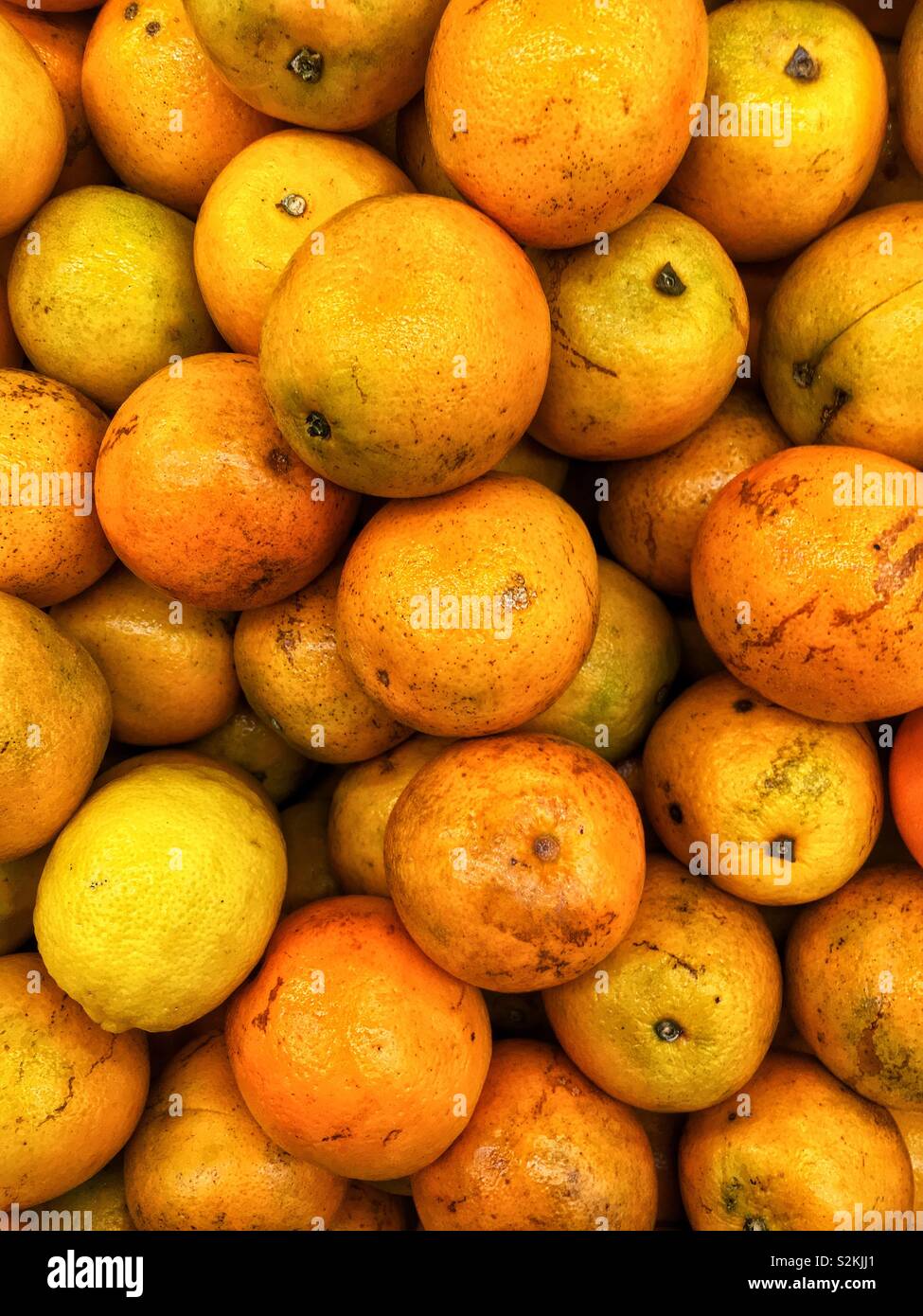 Full frame of fresh delicious ripe raw Florida juice oranges on display