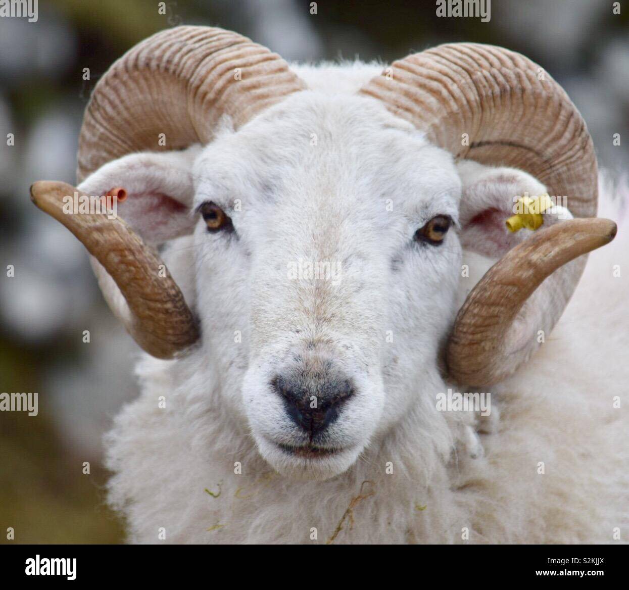 Scottish curly horned sheep, Isle of Harris Stock Photo