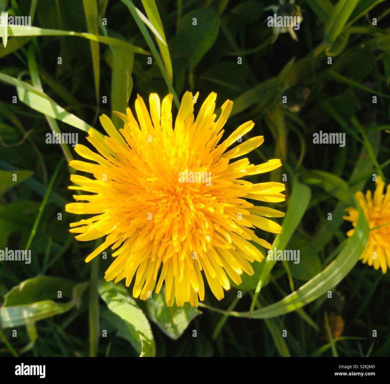 Dandelion “wet the beds” Stock Photo Alamy