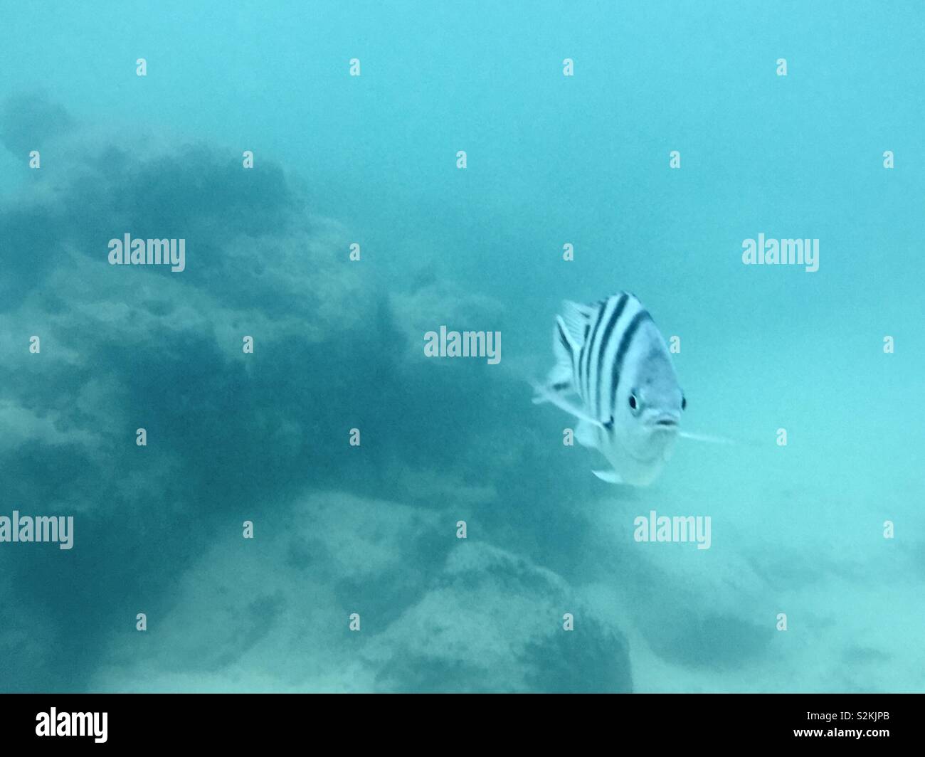 White and black fish swimming in ocean, Rarotonga, Cook Islands Stock