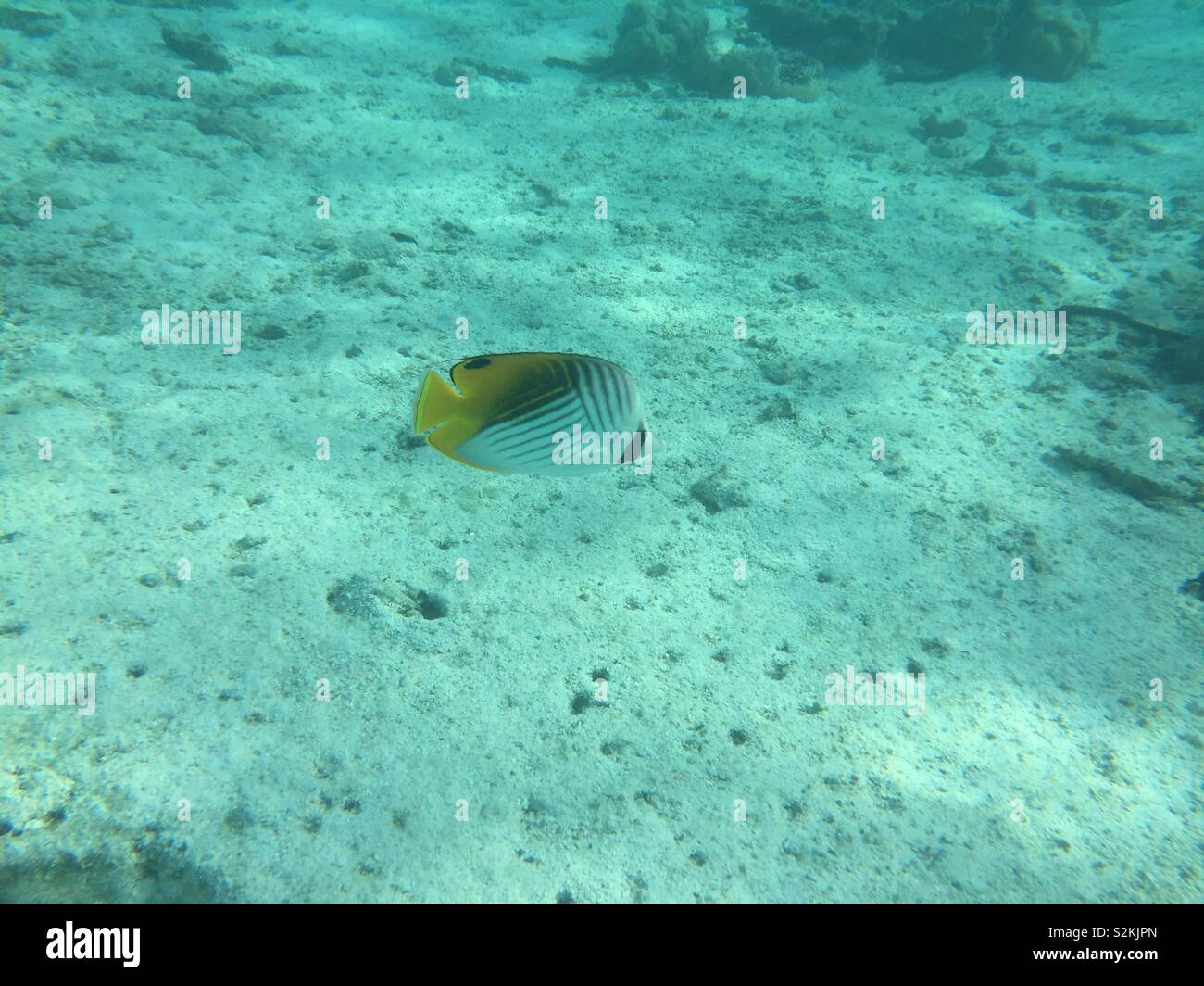 Yellow and white fish swimming along bottom of ocean, Rarotonga, Cook