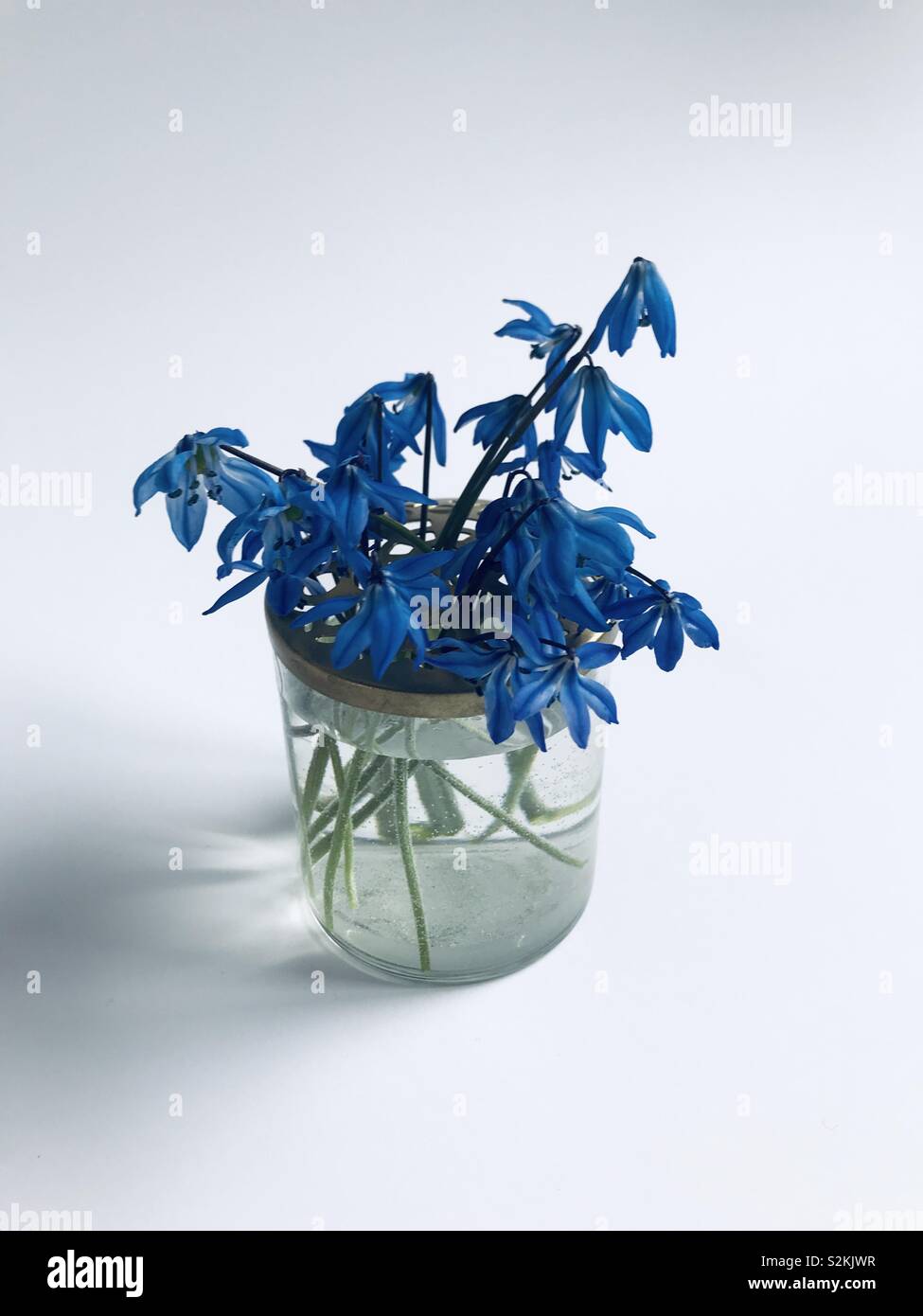 Spring in a jar. Little Blue Star Scilla Blossoms Stock Photo