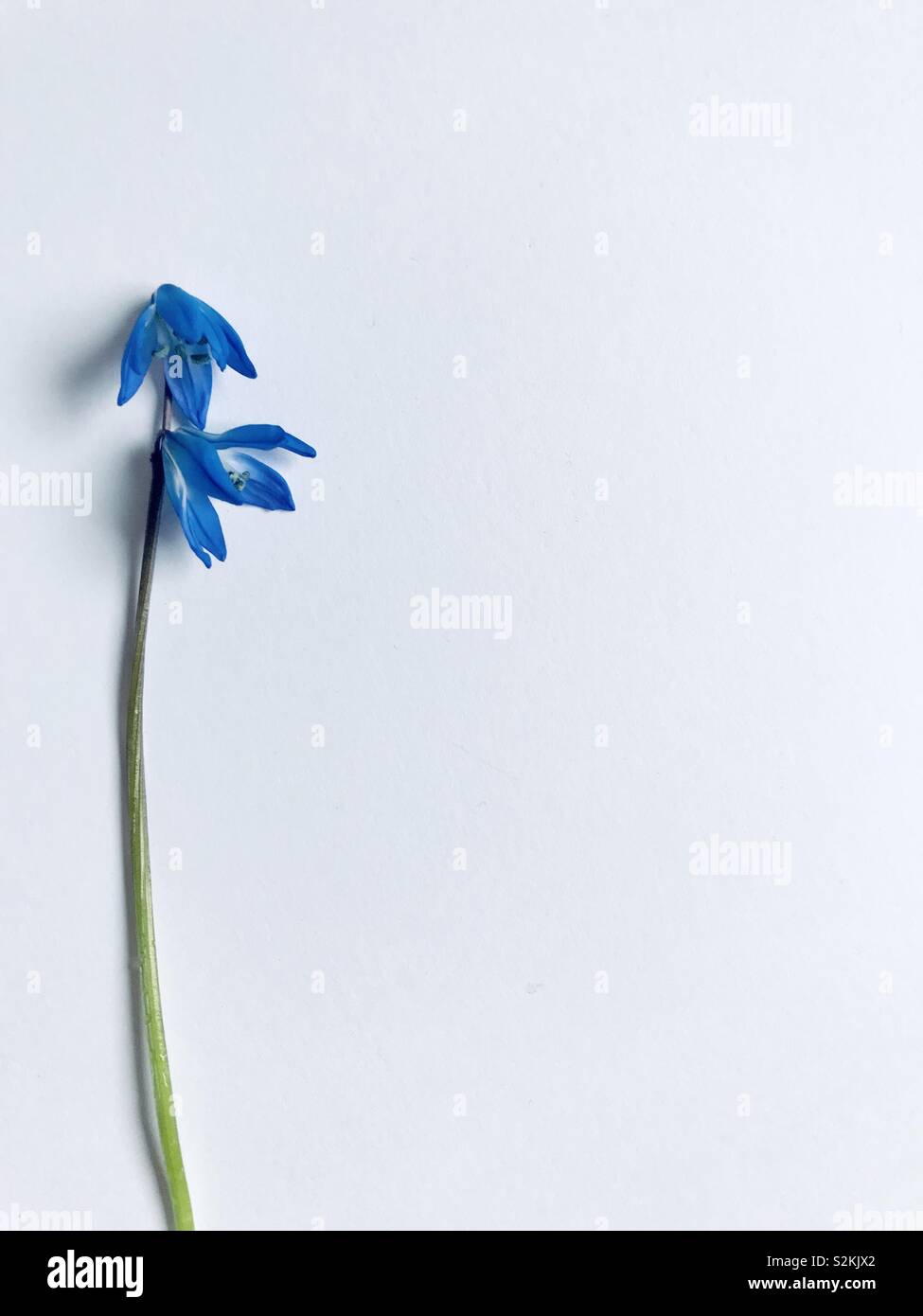 Little Blue Star Scilla Blossom in Spring. Isolated on white Stock Photo