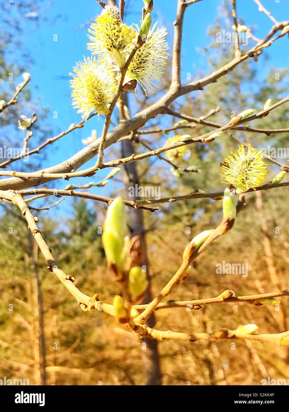 Lovely spring day - Smartphone Captured Stock Image
