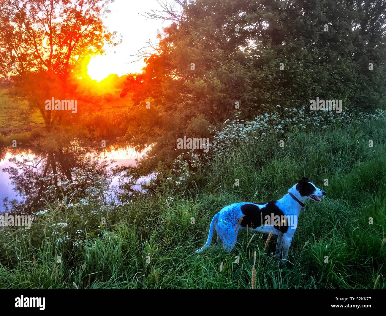 Dog by the river Stock Photo Alamy