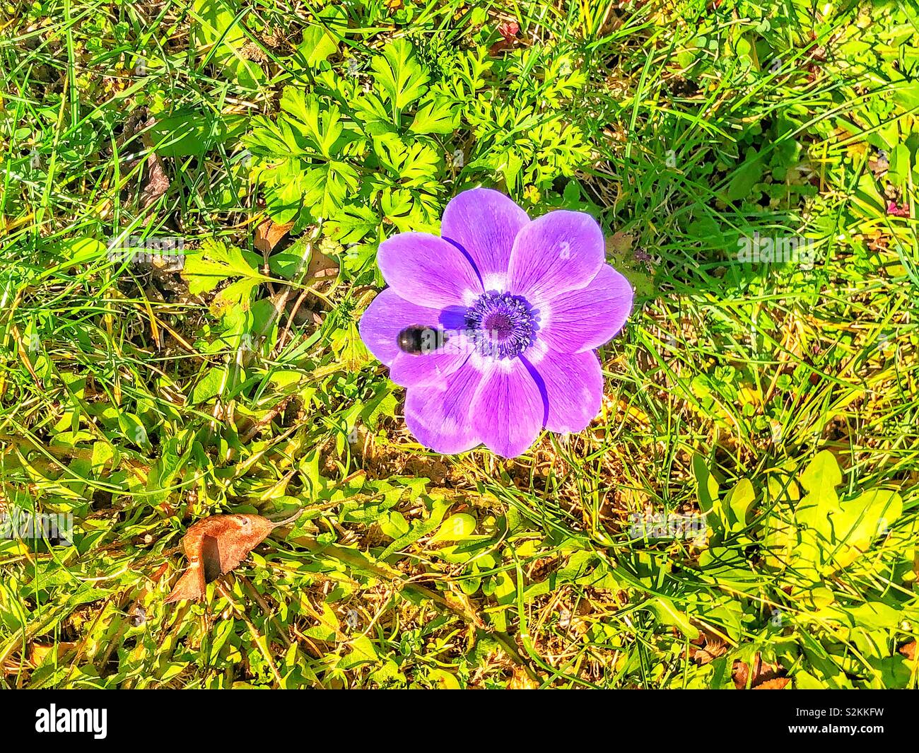 Bumblebee investigating a purple flower - Smartphone Captured Stock Image