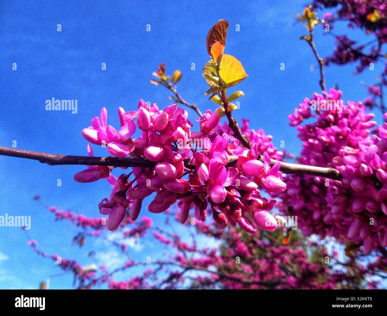 Judas tree in Spring - Smartphone Captured Stock Image