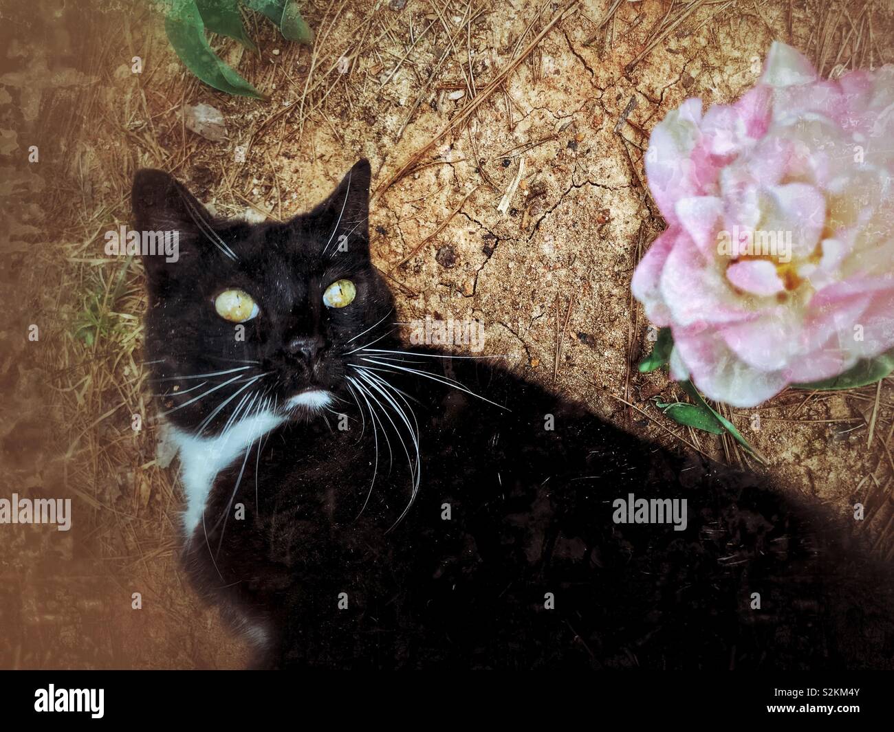 Black and white tuxedo kitty eyes frilly pink tulip from the ground - Smartphone Captured Stock Image