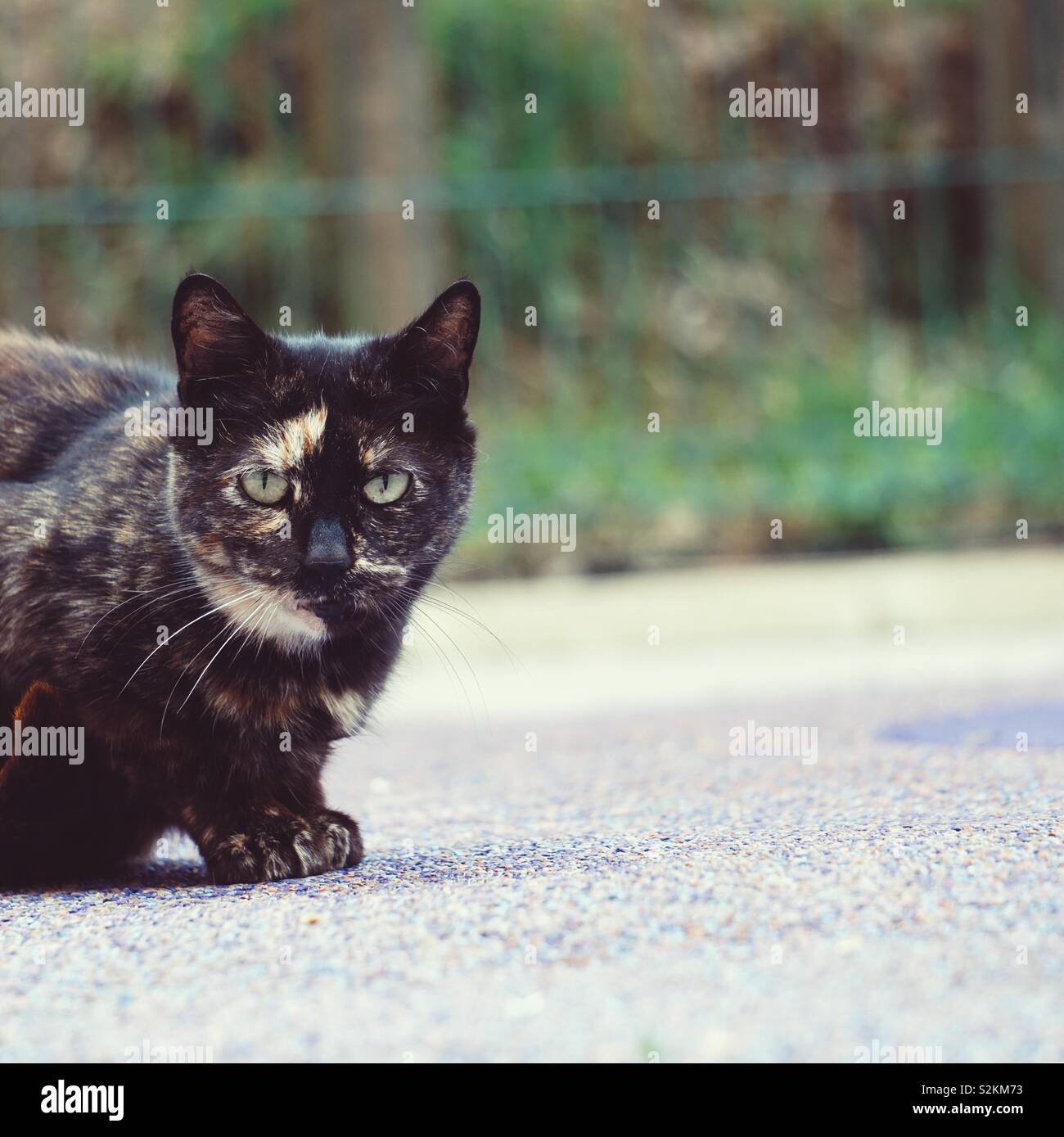 cat portrait in the street Stock Photo - Alamy