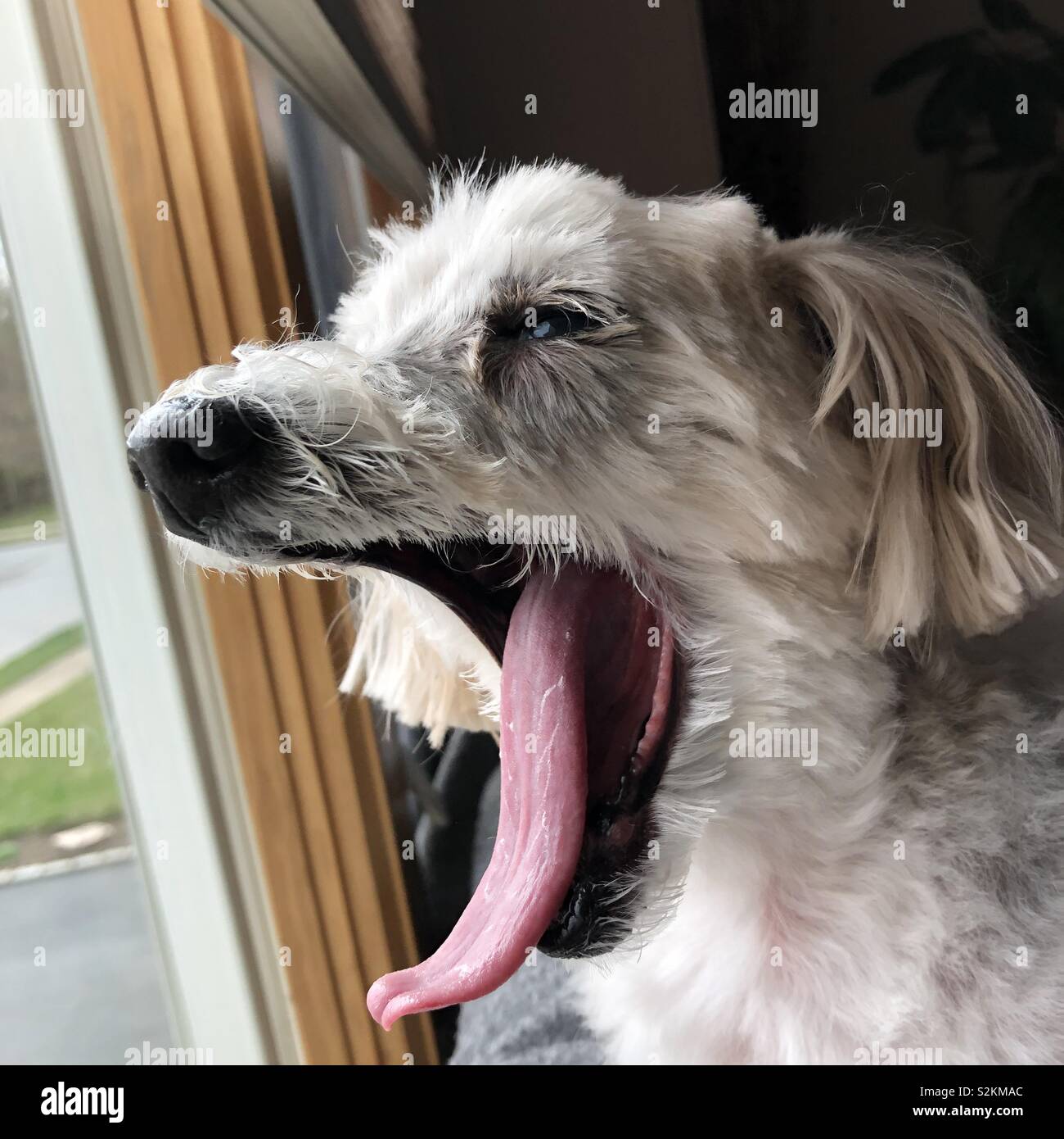 Old Dog Yawning No Teeth Long Tongue Stock Photo Alamy