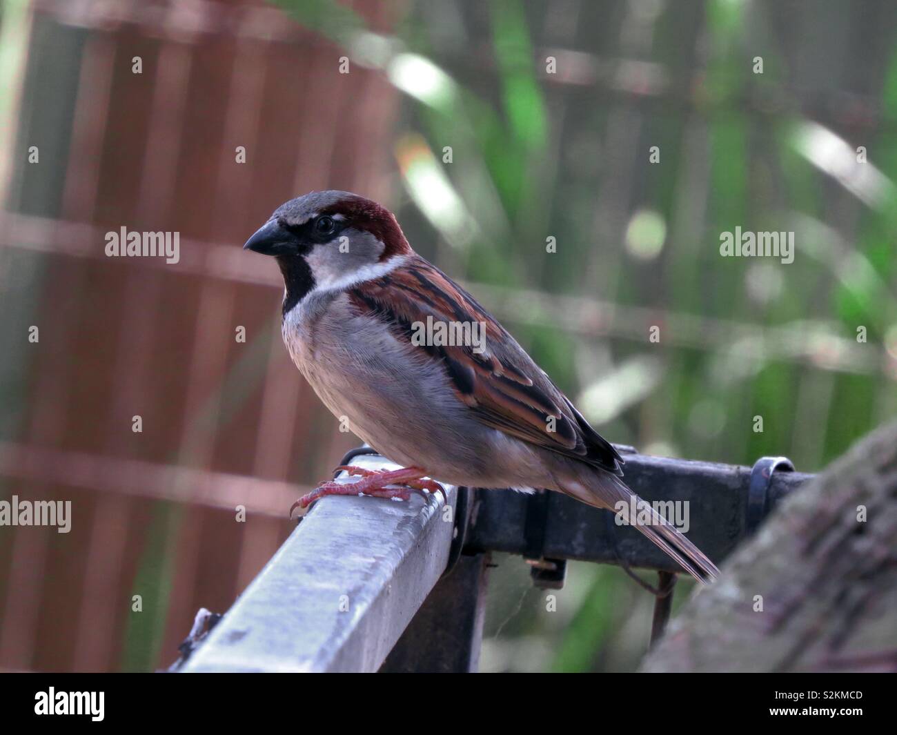 Bird themes hi-res stock photography and images - Alamy