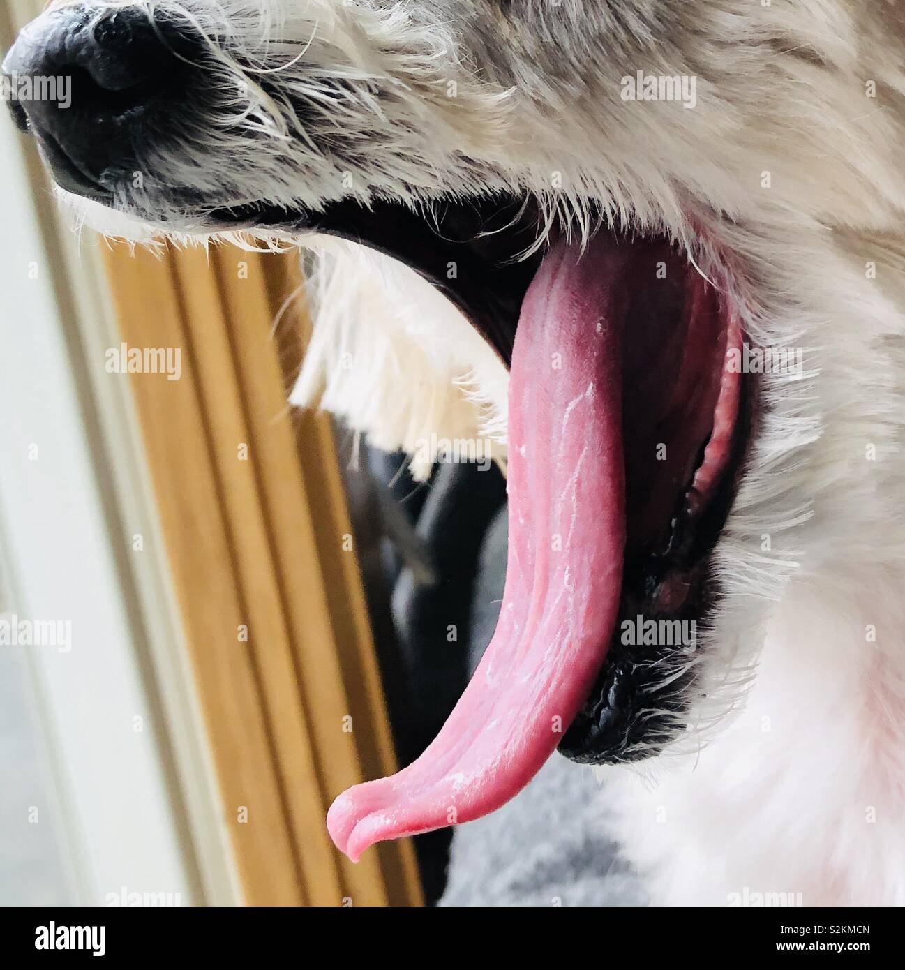 How Do You Help A Dog That Has No Teeth