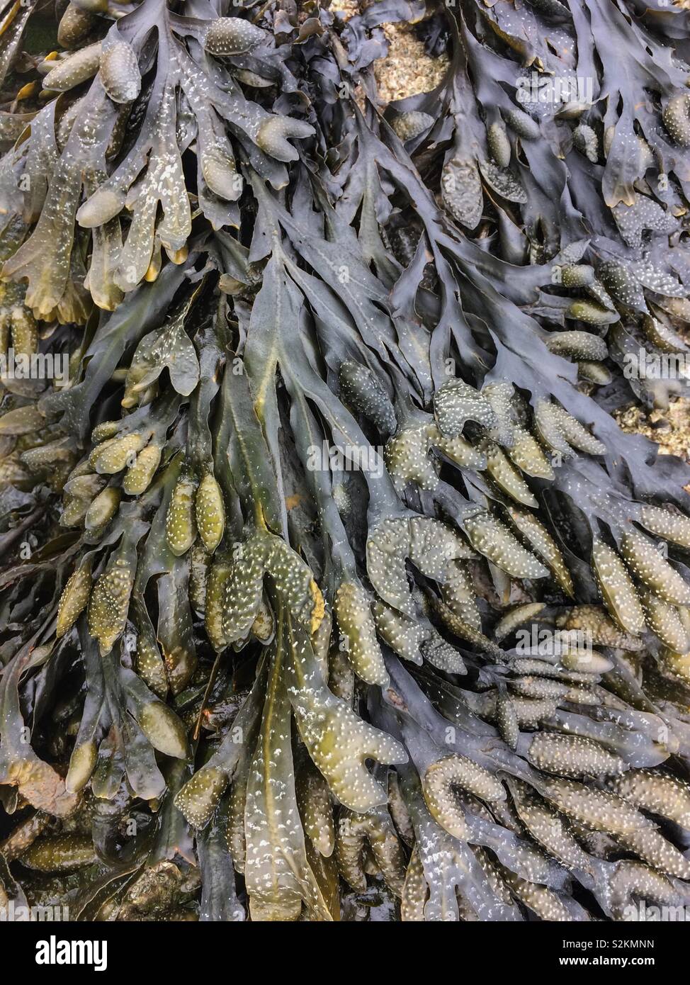 Seaweed- Bladder Wrack Stock Photo