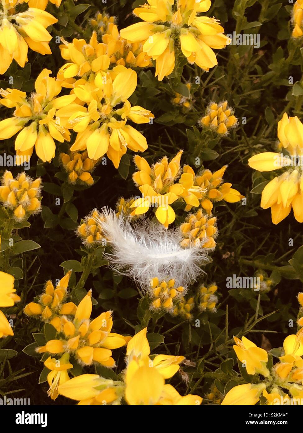 A bird feather nestled amongst flowers Stock Photo