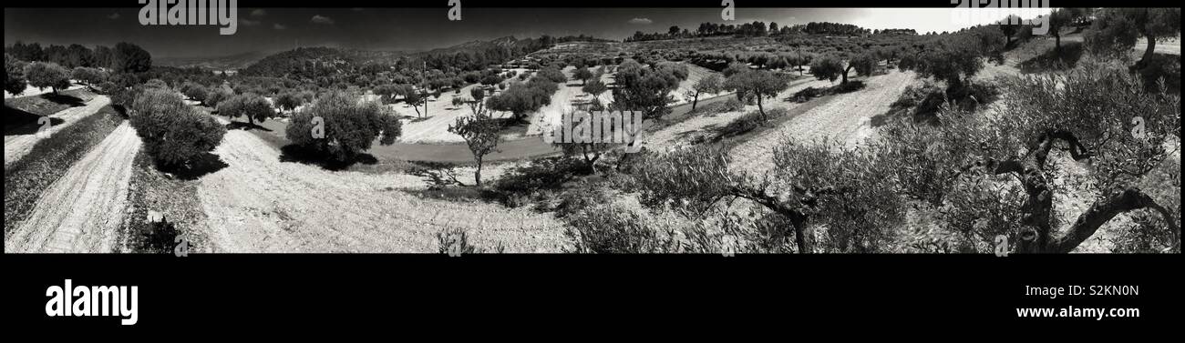 Olive farm tree-top panorama (the view whilst pruning trees), Catalonia, Spain. - Smartphone Captured Stock Image