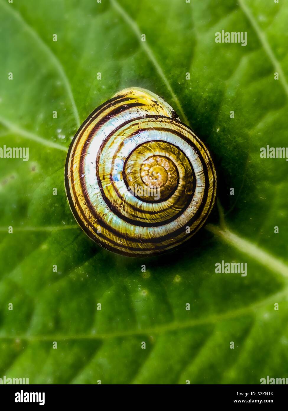Snail shell spiral hi-res stock photography and images - Alamy