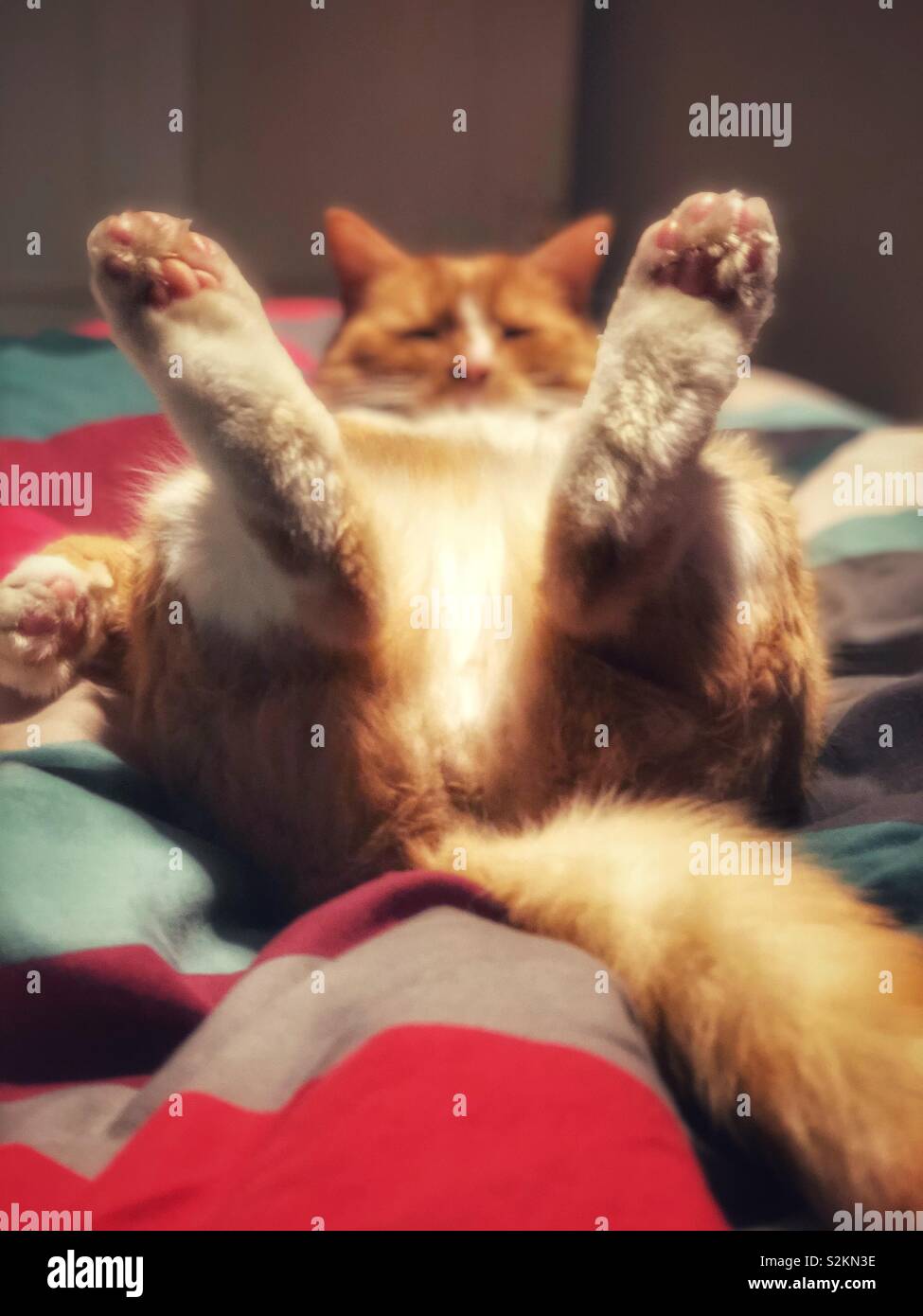 Ginger cat lying on back with paws in the air - Smartphone Captured Stock Image
