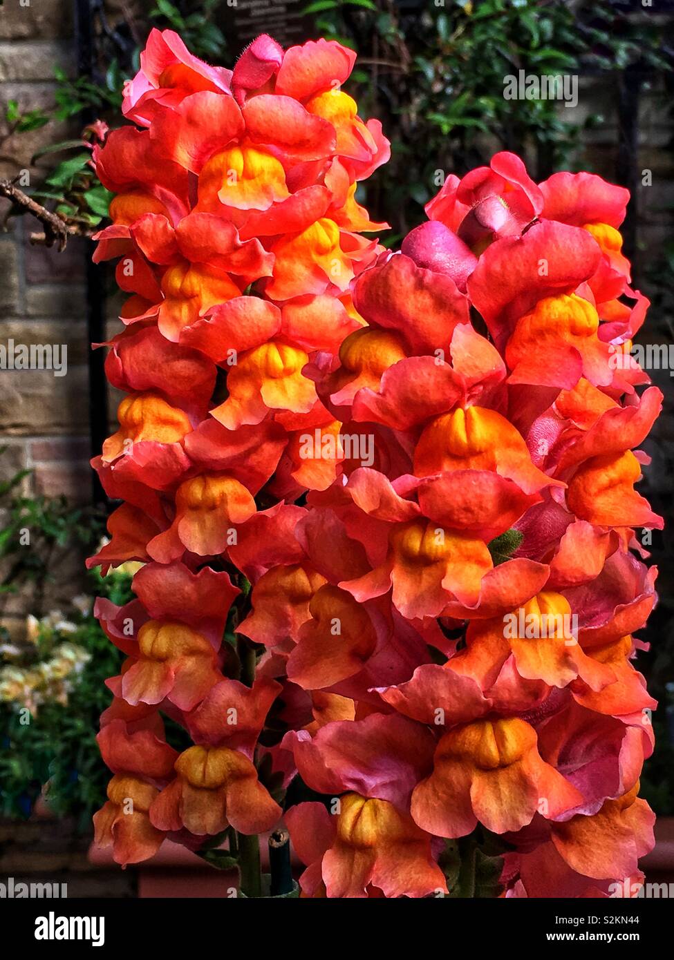 Colorful Matthiola incana flower, aka evening stock and night-scented stock, with bright red, orange, and pink flowers. Stock Photo