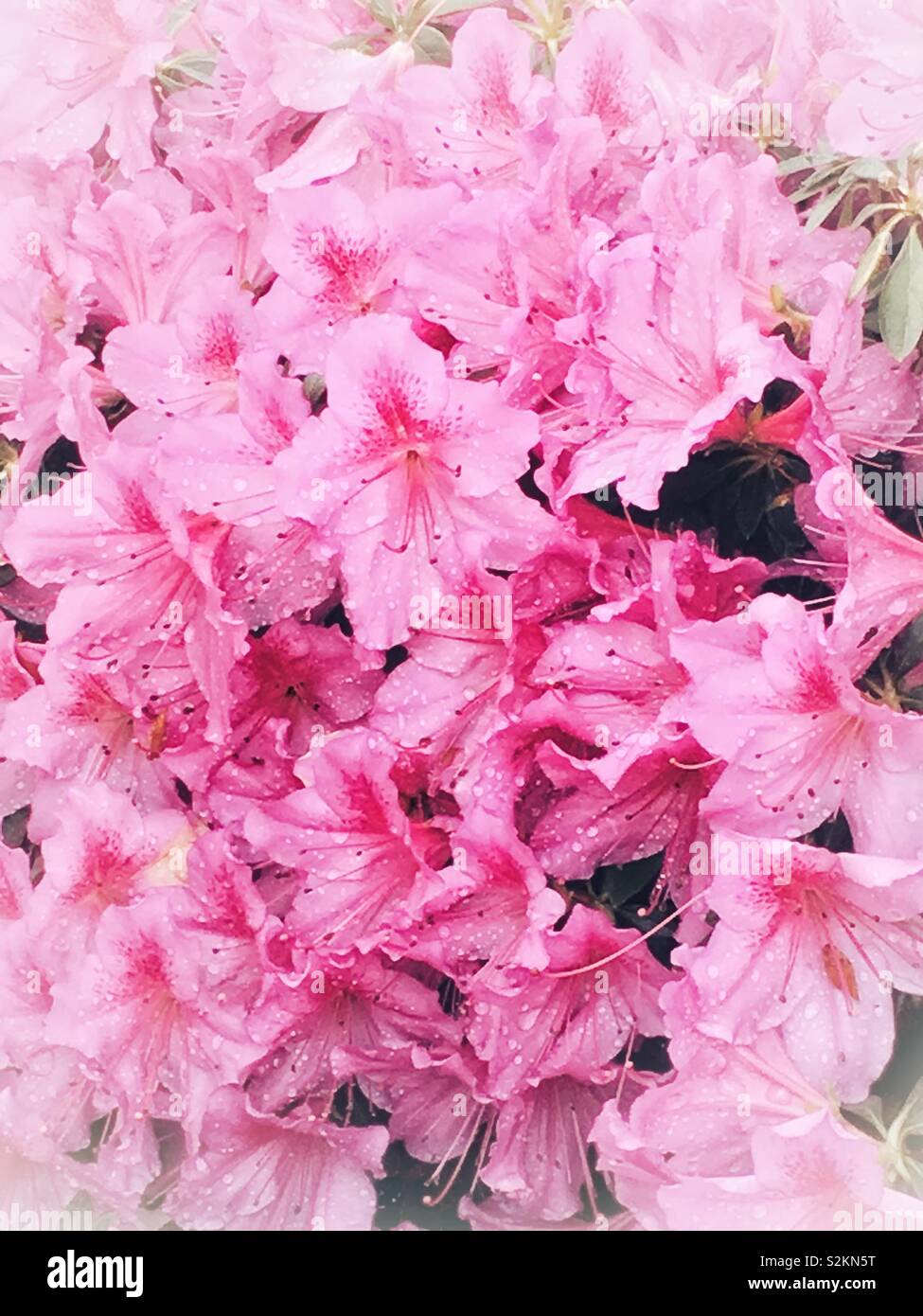 Fresh pink azaleas. Stock Photo