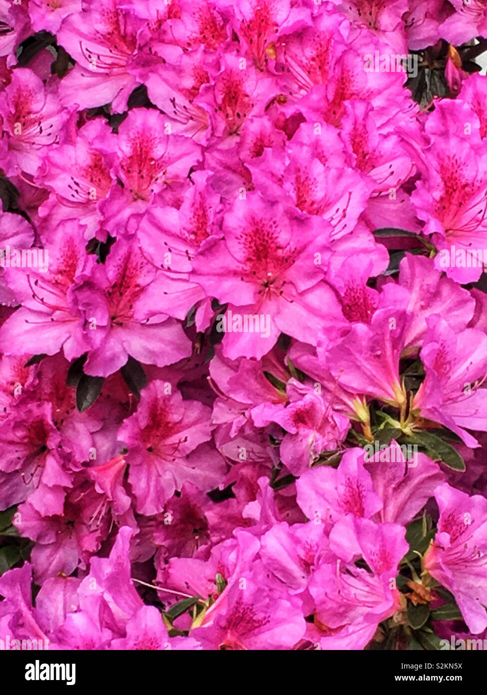 Lots of azaleas hi-res stock photography and images - Alamy