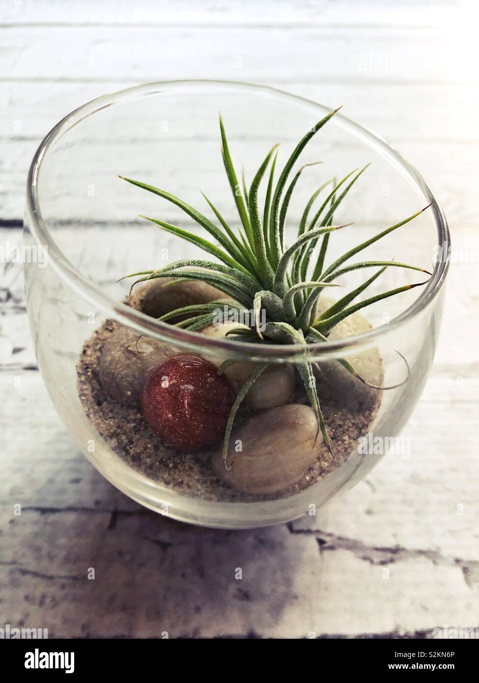 An air plant in a glass bowl. Stock Photo