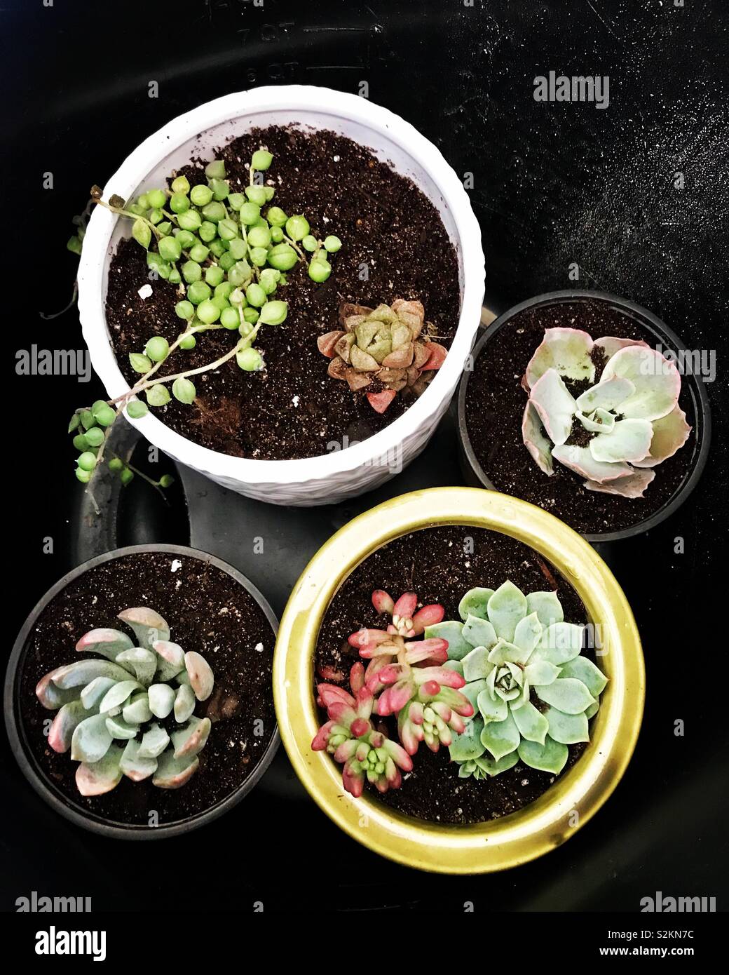 Unique succulent plants in white, black and green pots. Aerial view. Green and pastel plants and string of pearls Stock Photo