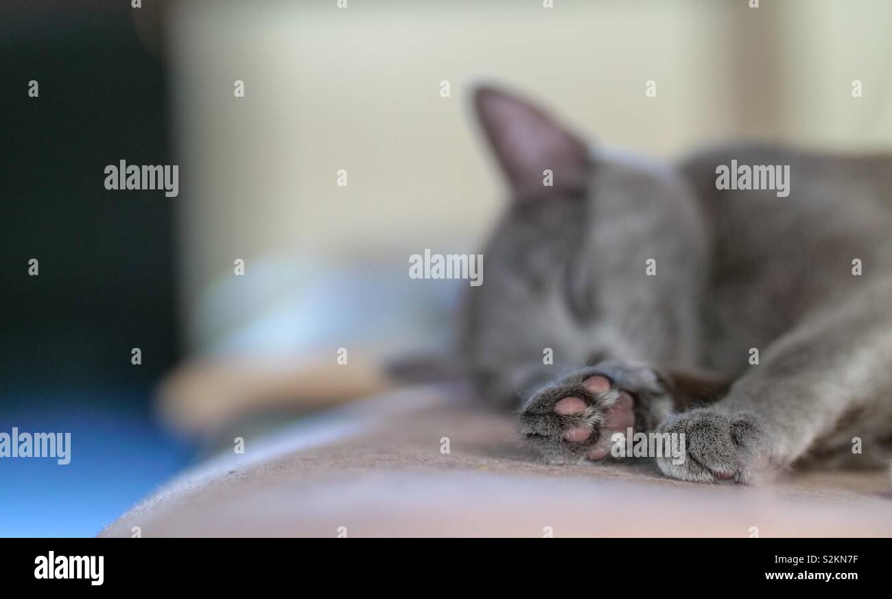 Paws of a sleeping gray kitten Stock Photo
