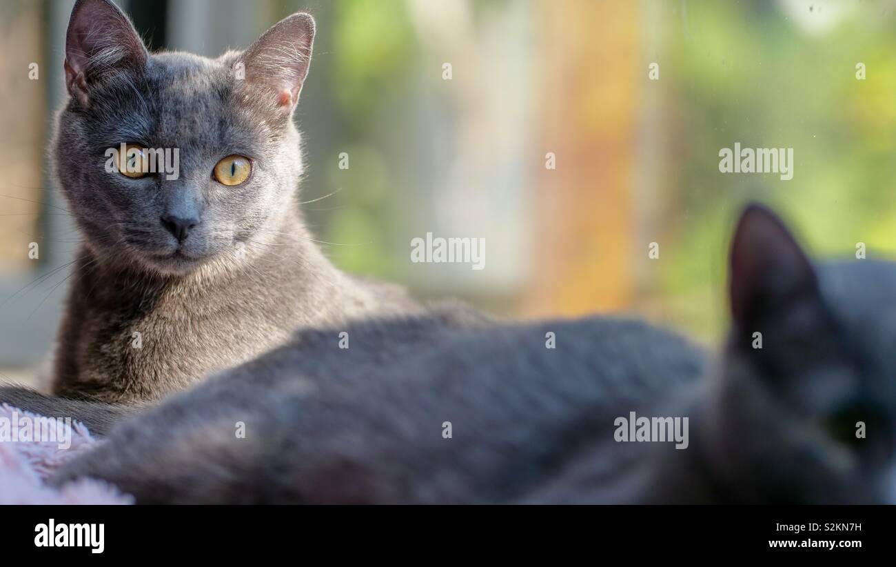 Kitten enjoying the sunlight behind the window Stock Photo