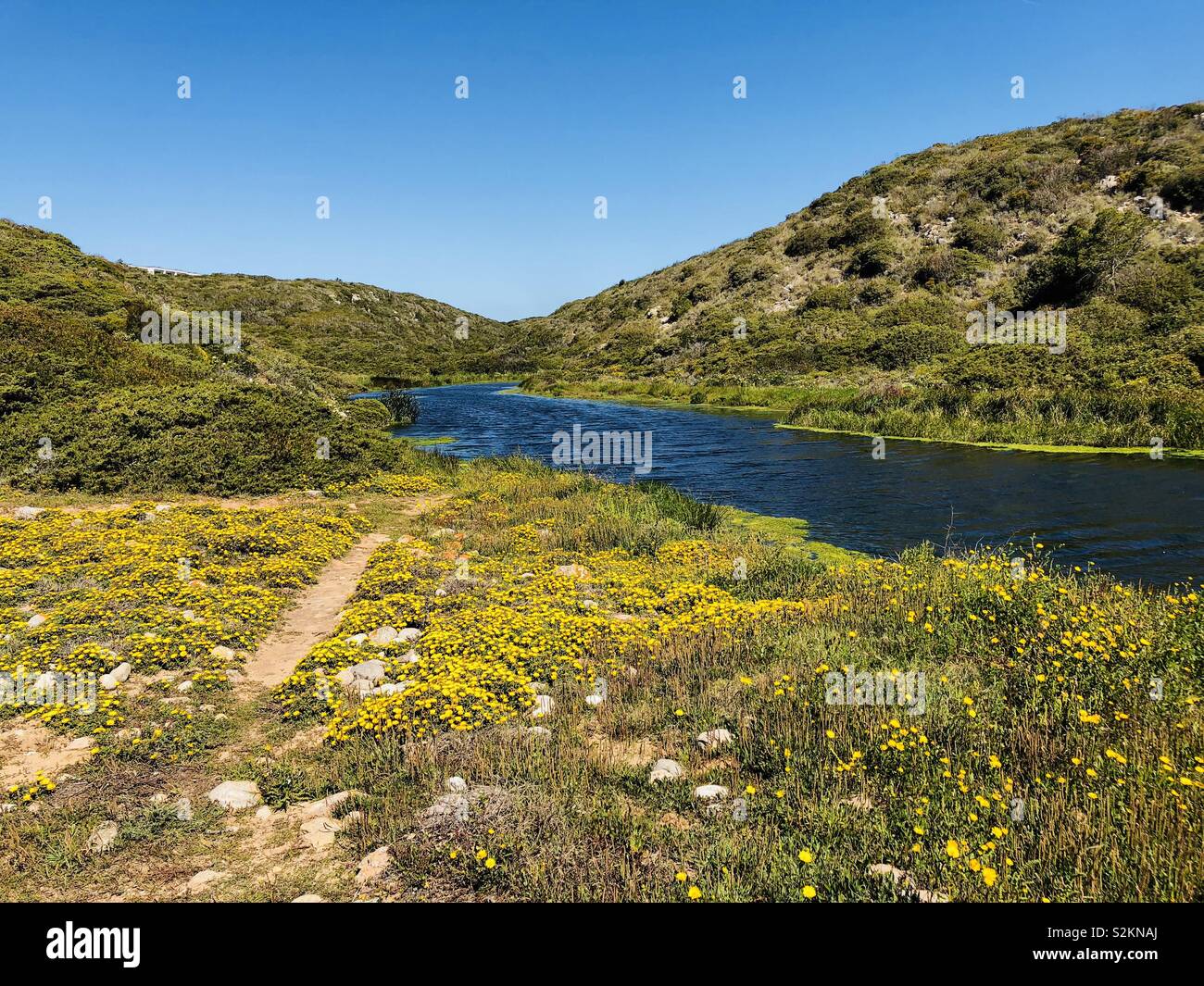 Yellow flowers, pallenis maritima by a river on the Portuguese coast Stock Photo