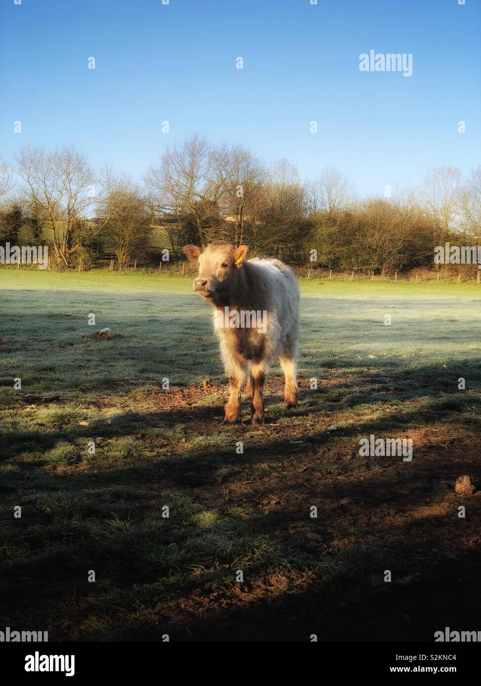 A Young bullock stands in a field on a spring morning as the early frost melts. Stock Photo