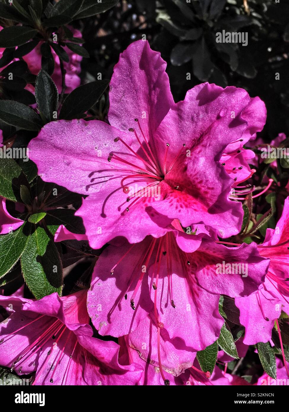 Closeup of a perfect choice hot pink azalea flower in full bloom. Stock Photo