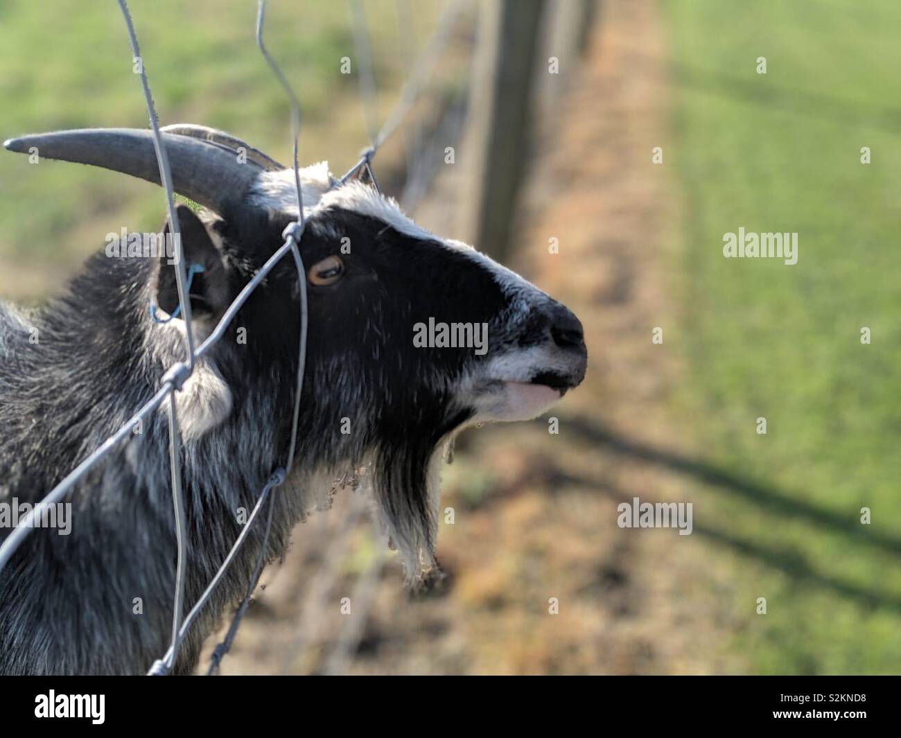 Goat popping his head out of a fence Stock Photo