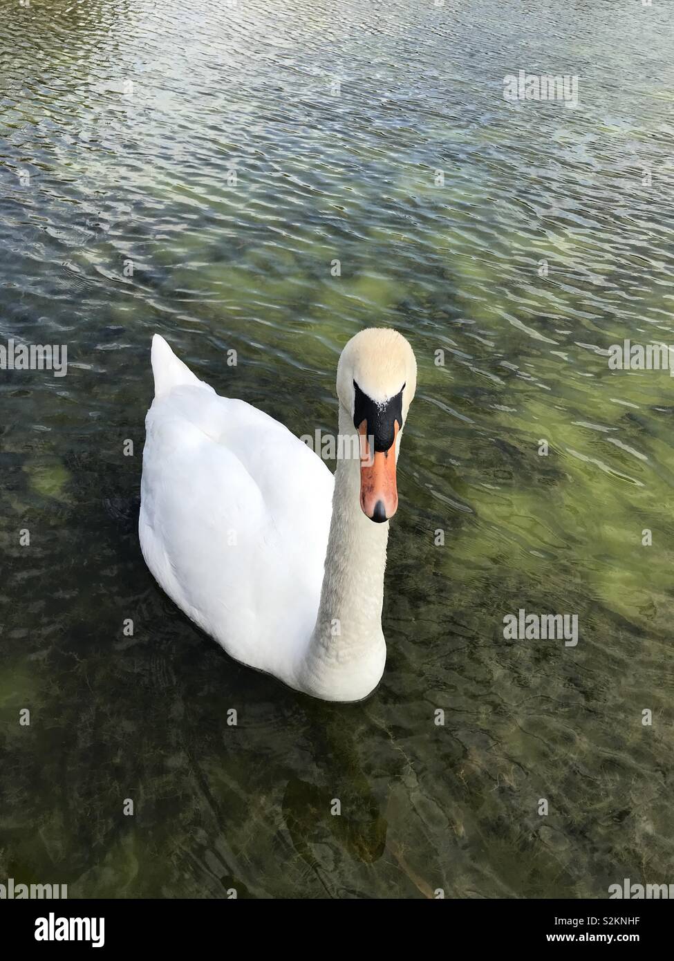 Swan Stock Photo