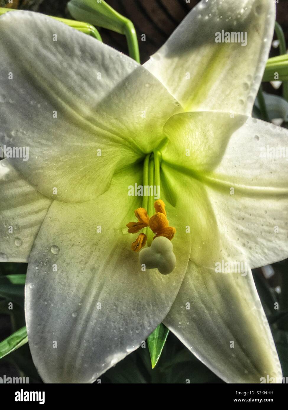 Closeup of a Garden fresh white Easter lily. - Smartphone Captured Stock Image