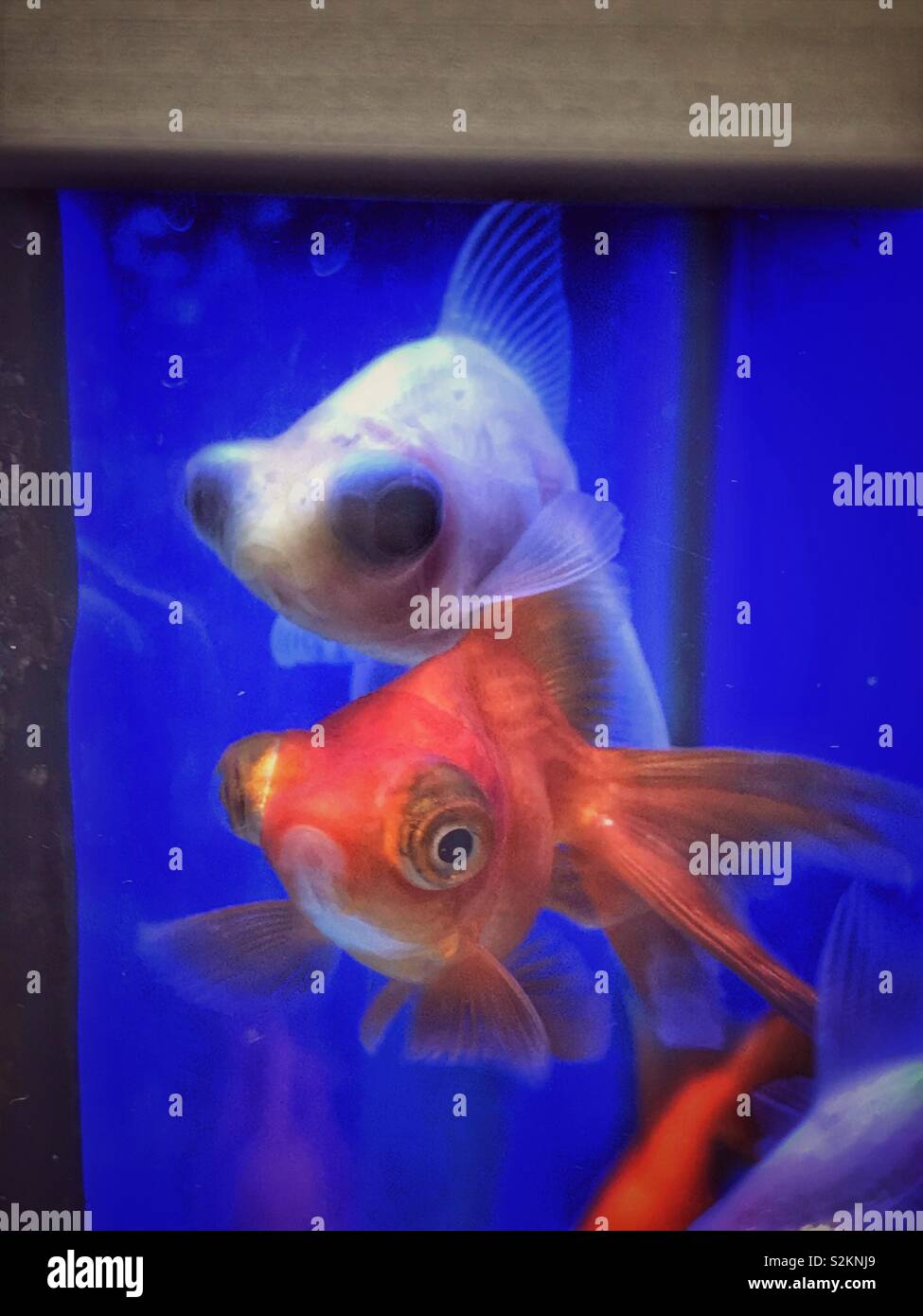 Oranda Goldfish High Resolution Stock Photography and Images Alamy