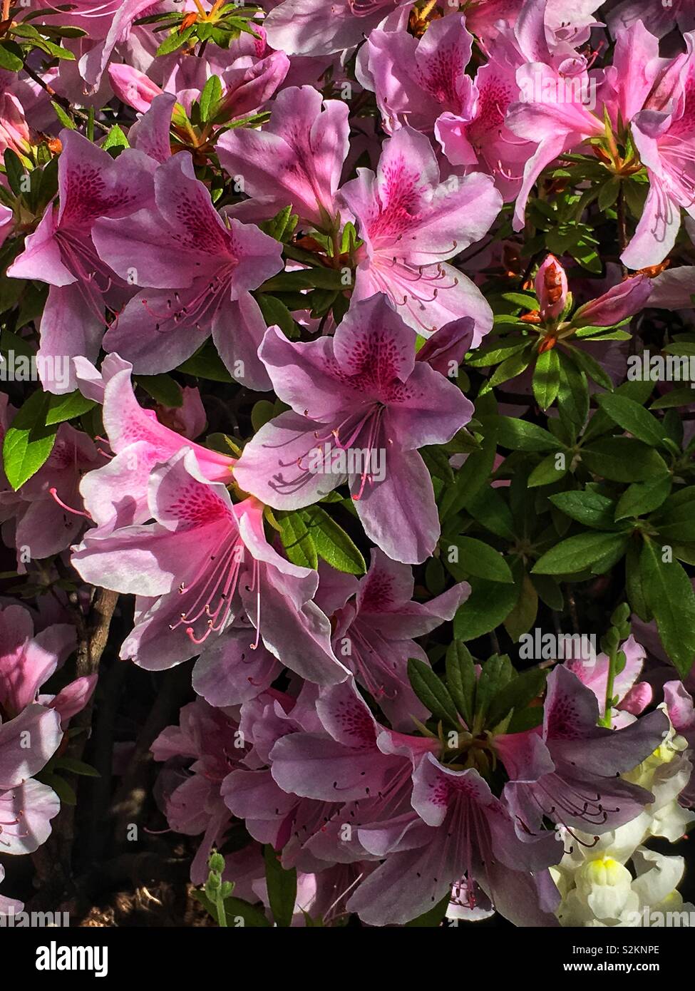 Shrub of pink azaleas in full bloom Stock Photo - Alamy