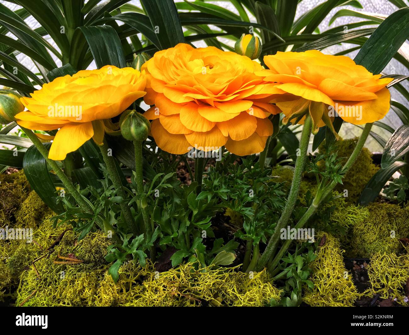 Three yellow buttercup flowers growing in a planter Stock Photo Alamy