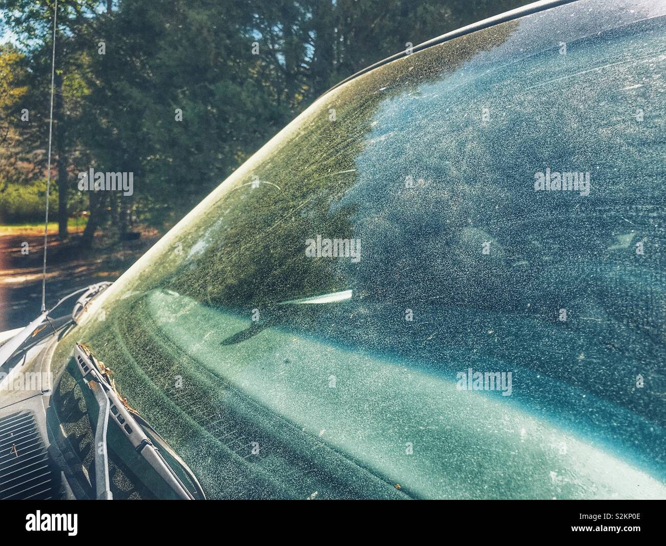 Yellow pine pollen covers the windshield in allergy season, North